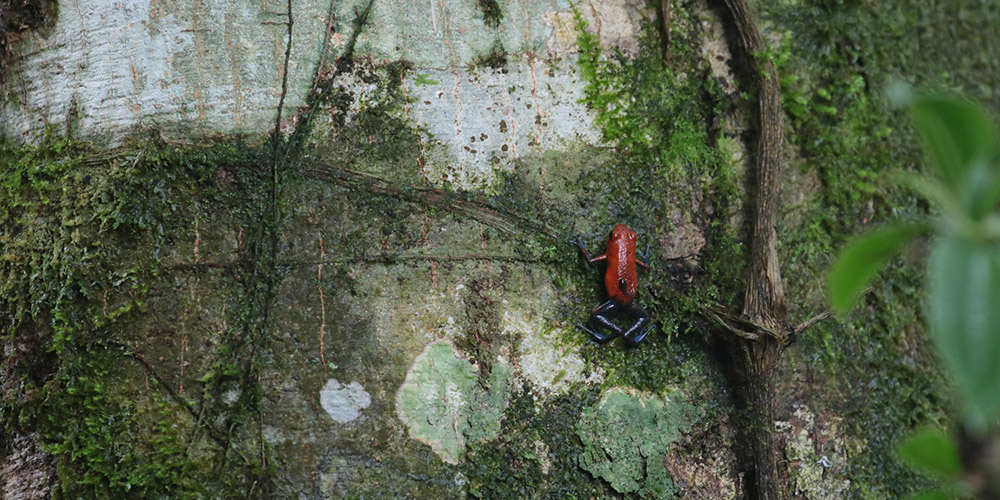 Strawberry-poison-dart-frog